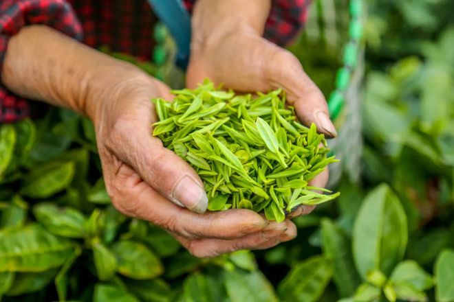品平陽黃湯 茶香養(yǎng)胃，玉米甜香，地理標志認證的醇厚之選